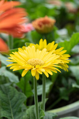 Yellow daisy in a flower farm