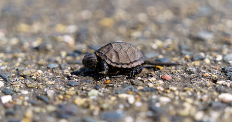 A Yellow-bellied slider, Trachemys scripta scripta in Germany, Europe.