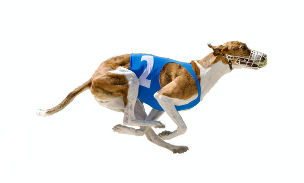 Side view of a beautiful racing Hungarian greyhound running at full speed .