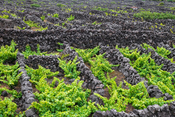 Wine growing on the island of Pico / Wine growing on Pico island, Azores, Portugal. - 580275987