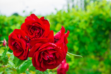 Blossoming red roses at the end of a row of grapevines. Roses planted at the perimeter of vineyards to provide an early warning system to protect the health of grapevines