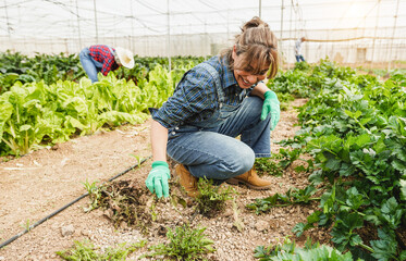 Hispanic woman collecting vegetables inside organic greenhouse - Local food product and sustainable work concept