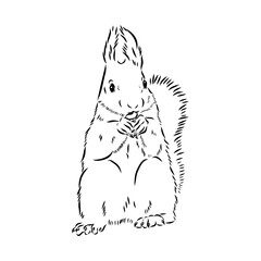 Hand drawn squirrel. Retro realistic animal isolated. Vintage style. Doodle line graphic design. Black and white drawing mammal. Vector sketch. Christmas animal.