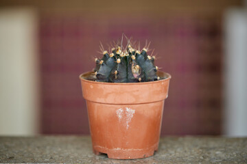 Close-up view of Green cactus growing in a pot