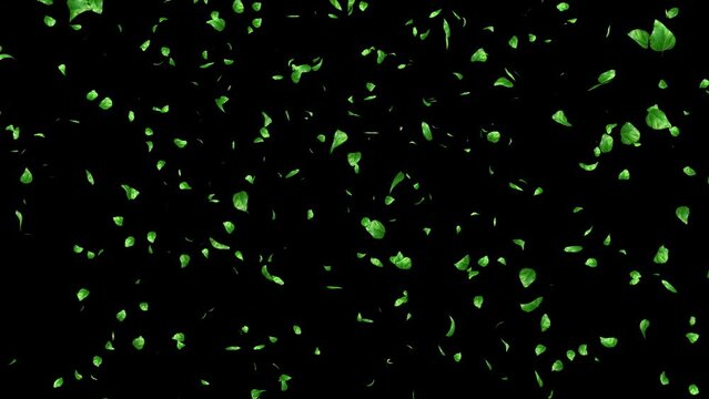 Leaf flow on alpha channel