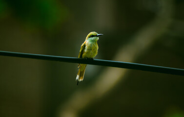 bird on a branch