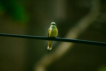 bird on a branch