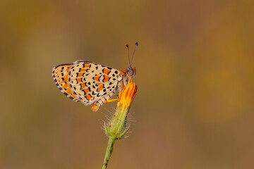 Beautiful iparhan butterfly ; Melitaea trivia ( Syriaca )