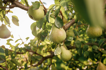 Tasty juicy young pear hanging on tree branch on summer fruits garden as healthy organic concept of nature background. Ripe fruit harvest