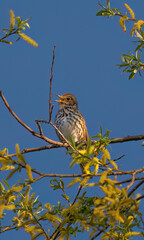the Closeup of a Song thrush Turdus philomelos bird singing in a tree during Springtime season.
