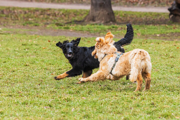 black and gold Hovie dog hovawart the puppies are fooling around