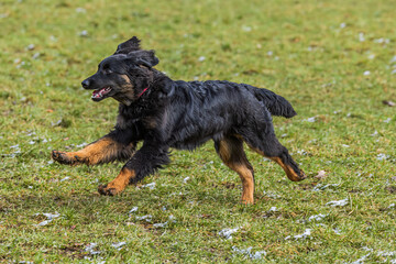 black and gold Hovie dog hovawart the puppy is frolicking