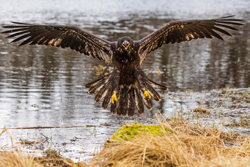 young bald eagle (Haliaeetus leucocephalus) lands on the ground on the shore of the lake