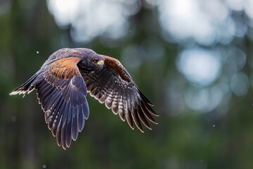 Harris's hawk (Parabuteo unicinctus) flying by the forest