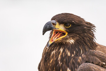 young bald eagle (Haliaeetus leucocephalus) close-up shot