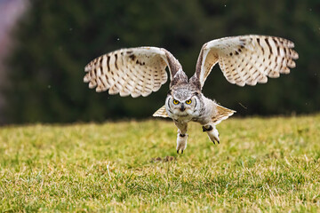 great horned owl (Bubo virginianus), also known as the tiger owl start to flight