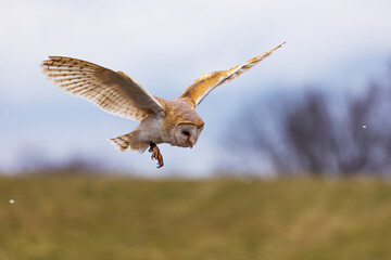barn owl (Tyto alba) drifts to the ground
