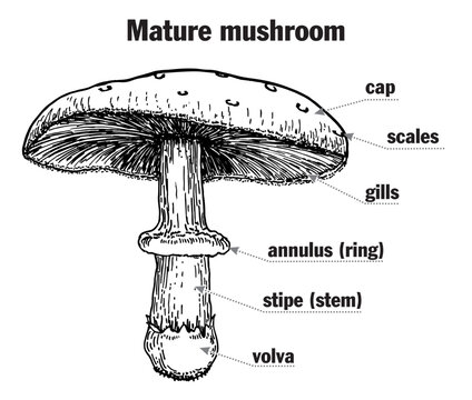 Mushroom structure. Mushroom anatomy. Biology diagram. Structure parts, cap, skirt, spores, ring, lamella, pileus, stem, gills volva, mycelium, hyphae, fungus. Toadstool, mush room diagram