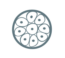 Morula icon. Embryo cell consisting of cells in a solid ball contained within the pellucida. Stage of segmentation of a fertilized ovum. Human embryonic development. Vector illustration