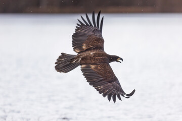 young bald eagle (Haliaeetus leucocephalus) during flight over water
