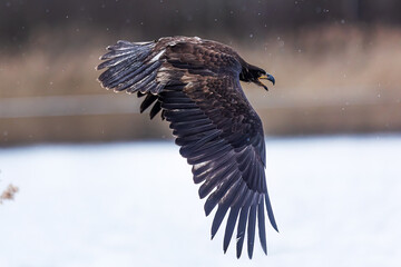 young bald eagle (Haliaeetus leucocephalus) during the flight