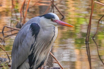 アオサギ