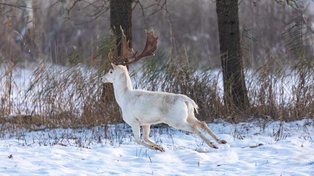 Wei&szlig;er Damhirsch im Schnee.