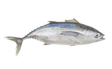 Fresh bluefin tuna on white close up.