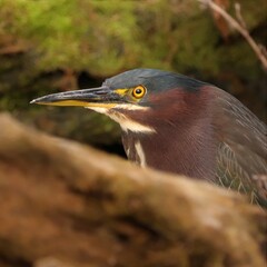 Green Heron with Beautiful Rainbow Feathers Plumage