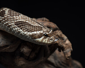 Western hognose snake studio shot. Heterodon nasicus portrait. Snake close up on black background. 
