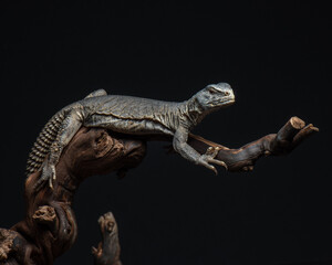 Spiny-tailed lizard on dark brown branch. Uromastyx studio shot. Reptile portrait on black background. High quality photo. Exotic pet
