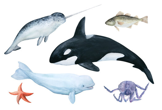 watercolor illustration set. North sea animals and fishes. Orca, white whale, narwhal, cod, crab, starfish isolated on white background