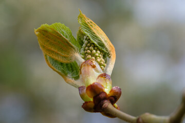 Makro einer Bl&uuml;tenknospen der Kastanie im Fr&uuml;hling / Knospen / Triebe / an einem Kastanienbaum / Kastanie / Rosskastanie (Lat.: Aesculus)
