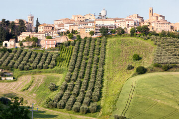 Ostra, Ancona, Coltura di filari di ulivi davanti al borgo