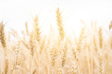 Fototapeta premium Photo of yellow wheat field