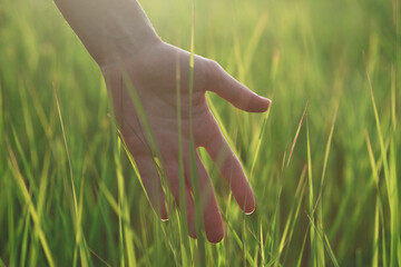 Woman hand touching grass, sunset nature field background
