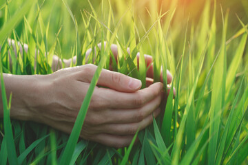 Woman hand touching grass, sunset field background, young farmer