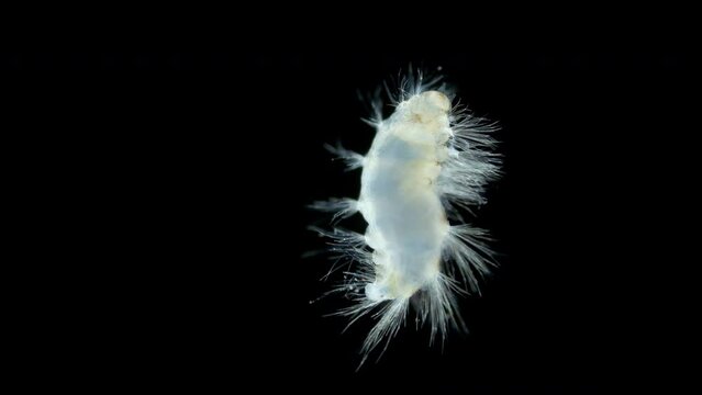 Juvenile stage worm of family Amphinomidae under a microscope, order Amphinomida. Red sea