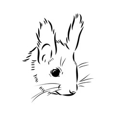 Hand drawn squirrel. Retro realistic animal isolated. Vintage style. Doodle line graphic design. Black and white drawing mammal. Vector sketch. Christmas animal.