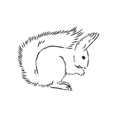 Hand drawn squirrel. Retro realistic animal isolated. Vintage style. Doodle line graphic design. Black and white drawing mammal. Vector sketch. Christmas animal.