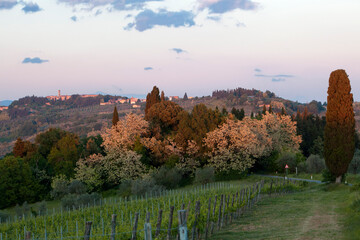 Certaldo, Firenze, Panorama primaverile con bosco e vigneto verso San Gimignano