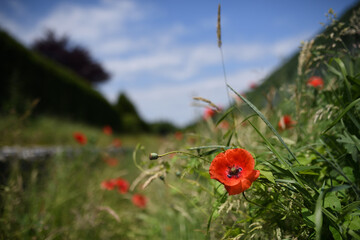 Nahaufnahme Rote Kornblumen an der Gartenmauer und am Gartenzaun vor unscharfen Sommerwiesen Hintergrund
