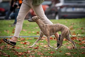 Winner of Hound Group Whippet (dog show)