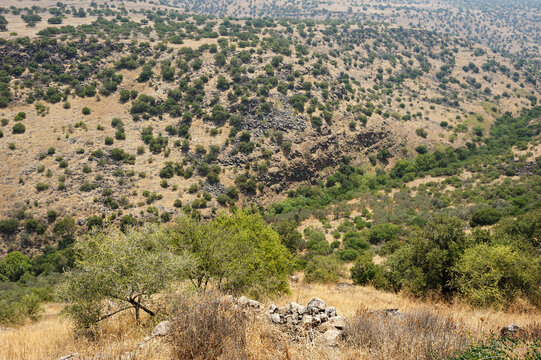 Stream and pond Meshushim in Israel - a beautiful place in the Golan