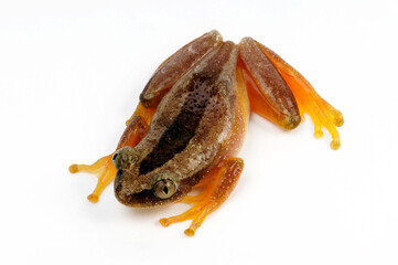 Fornasini's spiny reed frog, Greater leaf-folding frog // Kleiner Bananenfrosch (Afrixalus fornasini)
