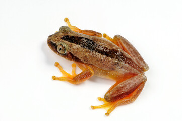 Fornasini's spiny reed frog, Greater leaf-folding frog // Kleiner Bananenfrosch (Afrixalus fornasini)