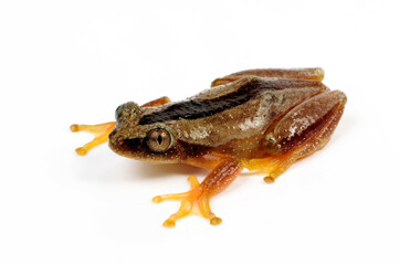 Fornasini's spiny reed frog, Greater leaf-folding frog // Kleiner Bananenfrosch (Afrixalus fornasini)