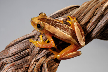 Fornasini's spiny reed frog, Greater leaf-folding frog // Kleiner Bananenfrosch (Afrixalus fornasini)
