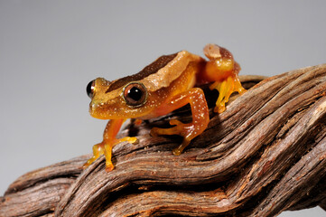 Kleiner Bananenfrosch // Fornasini's spiny reed frog, Greater leaf-folding frog (Afrixalus fornasini)