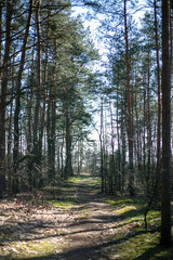 Obraz premium Path in the forest